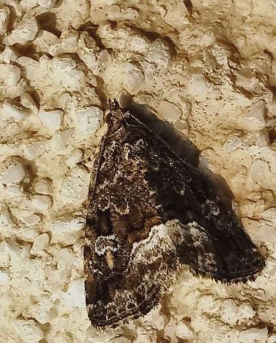Réf. 333 226 : Deltote pygarga
